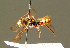  ( - BC ZSM HYM 01702)  @11 [ ] CreativeCommons - Attribution Non-Commercial Share-Alike (2010) Unspecified SNSB, Zoologische Staatssammlung Muenchen