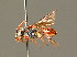  ( - BC ZSM HYM 01705)  @11 [ ] CreativeCommons - Attribution Non-Commercial Share-Alike (2010) Unspecified SNSB, Zoologische Staatssammlung Muenchen