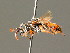  ( - BC ZSM HYM 01707)  @11 [ ] CreativeCommons - Attribution Non-Commercial Share-Alike (2010) Unspecified SNSB, Zoologische Staatssammlung Muenchen