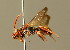  ( - BC ZSM HYM 01717)  @14 [ ] CreativeCommons - Attribution Non-Commercial Share-Alike (2010) Unspecified SNSB, Zoologische Staatssammlung Muenchen
