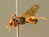  ( - BC ZSM HYM 01744)  @13 [ ] CreativeCommons - Attribution Non-Commercial Share-Alike (2010) Unspecified SNSB, Zoologische Staatssammlung Muenchen