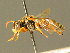  ( - BC ZSM HYM 01745)  @11 [ ] CreativeCommons - Attribution Non-Commercial Share-Alike (2010) Unspecified SNSB, Zoologische Staatssammlung Muenchen