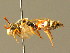  ( - BC ZSM HYM 01747)  @11 [ ] CreativeCommons - Attribution Non-Commercial Share-Alike (2010) Unspecified SNSB, Zoologische Staatssammlung Muenchen