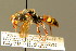  ( - BC ZSM HYM 01748)  @11 [ ] CreativeCommons - Attribution Non-Commercial Share-Alike (2010) Unspecified SNSB, Zoologische Staatssammlung Muenchen