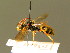  ( - BC ZSM HYM 01756)  @11 [ ] CreativeCommons - Attribution Non-Commercial Share-Alike (2010) Unspecified SNSB, Zoologische Staatssammlung Muenchen