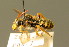  ( - BC ZSM HYM 01757)  @14 [ ] CreativeCommons - Attribution Non-Commercial Share-Alike (2010) Unspecified SNSB, Zoologische Staatssammlung Muenchen