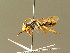  ( - BC ZSM HYM 01758)  @11 [ ] CreativeCommons - Attribution Non-Commercial Share-Alike (2010) Unspecified SNSB, Zoologische Staatssammlung Muenchen
