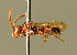  ( - BC ZSM HYM 01763)  @12 [ ] CreativeCommons - Attribution Non-Commercial Share-Alike (2010) Unspecified SNSB, Zoologische Staatssammlung Muenchen