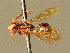  ( - BC ZSM HYM 01766)  @11 [ ] CreativeCommons - Attribution Non-Commercial Share-Alike (2010) Unspecified SNSB, Zoologische Staatssammlung Muenchen