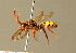  ( - BC ZSM HYM 01767)  @14 [ ] CreativeCommons - Attribution Non-Commercial Share-Alike (2010) Unspecified SNSB, Zoologische Staatssammlung Muenchen