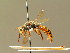  ( - BC ZSM HYM 01784)  @11 [ ] CreativeCommons - Attribution Non-Commercial Share-Alike (2010) Unspecified SNSB, Zoologische Staatssammlung Muenchen