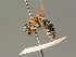  ( - BC ZSM HYM 01822)  @11 [ ] CreativeCommons - Attribution Non-Commercial Share-Alike (2010) Unspecified SNSB, Zoologische Staatssammlung Muenchen
