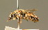  ( - BC ZSM HYM 01825)  @11 [ ] CreativeCommons - Attribution Non-Commercial Share-Alike (2010) Unspecified SNSB, Zoologische Staatssammlung Muenchen