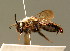  ( - BC ZSM HYM 01830)  @11 [ ] CreativeCommons - Attribution Non-Commercial Share-Alike (2010) Unspecified SNSB, Zoologische Staatssammlung Muenchen
