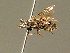  (Lasioglossum angusticeps - BC ZSM HYM 01832)  @15 [ ] CreativeCommons - Attribution Non-Commercial Share-Alike (2010) Unspecified SNSB, Zoologische Staatssammlung Muenchen