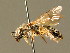  ( - BC ZSM HYM 01849)  @11 [ ] CreativeCommons - Attribution Non-Commercial Share-Alike (2010) Unspecified SNSB, Zoologische Staatssammlung Muenchen