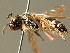  ( - BC ZSM HYM 01850)  @11 [ ] CreativeCommons - Attribution Non-Commercial Share-Alike (2010) Unspecified SNSB, Zoologische Staatssammlung Muenchen
