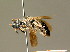  ( - BC ZSM HYM 01852)  @14 [ ] CreativeCommons - Attribution Non-Commercial Share-Alike (2010) Unspecified SNSB, Zoologische Staatssammlung Muenchen