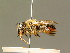  ( - BC ZSM HYM 01863)  @13 [ ] CreativeCommons - Attribution Non-Commercial Share-Alike (2010) Unspecified SNSB, Zoologische Staatssammlung Muenchen