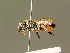 ( - BC ZSM HYM 01864)  @12 [ ] CreativeCommons - Attribution Non-Commercial Share-Alike (2010) Unspecified SNSB, Zoologische Staatssammlung Muenchen