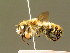  (Megachile maritima - BC ZSM HYM 01883)  @14 [ ] CreativeCommons - Attribution Non-Commercial Share-Alike (2010) Unspecified SNSB, Zoologische Staatssammlung Muenchen