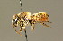  ( - BC ZSM HYM 01885)  @14 [ ] CreativeCommons - Attribution Non-Commercial Share-Alike (2010) Unspecified SNSB, Zoologische Staatssammlung Muenchen