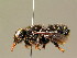  (Megachile parietina - BC ZSM HYM 01891)  @14 [ ] CreativeCommons - Attribution Non-Commercial Share-Alike (2010) Unspecified SNSB, Zoologische Staatssammlung Muenchen