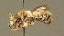  ( - BC ZSM HYM 01896)  @13 [ ] CreativeCommons - Attribution Non-Commercial Share-Alike (2010) Unspecified SNSB, Zoologische Staatssammlung Muenchen