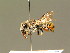  (Megachile pyrenaea - BC ZSM HYM 01897)  @14 [ ] CreativeCommons - Attribution Non-Commercial Share-Alike (2010) Unspecified SNSB, Zoologische Staatssammlung Muenchen