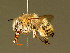  ( - BC ZSM HYM 01914)  @13 [ ] CreativeCommons - Attribution Non-Commercial Share-Alike (2010) Unspecified SNSB, Zoologische Staatssammlung Muenchen