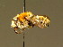  ( - BC ZSM HYM 01922)  @13 [ ] CreativeCommons - Attribution Non-Commercial Share-Alike (2010) Unspecified SNSB, Zoologische Staatssammlung Muenchen