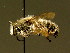  ( - BC ZSM HYM 01925)  @11 [ ] CreativeCommons - Attribution Non-Commercial Share-Alike (2010) Unspecified SNSB, Zoologische Staatssammlung Muenchen