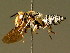  (Coelioxys afra - BC ZSM HYM 01956)  @15 [ ] CreativeCommons - Attribution Non-Commercial Share-Alike (2010) Unspecified SNSB, Zoologische Staatssammlung Muenchen