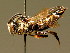  ( - BC ZSM HYM 01959)  @11 [ ] CreativeCommons - Attribution Non-Commercial Share-Alike (2010) Unspecified SNSB, Zoologische Staatssammlung Muenchen