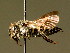  ( - BC ZSM HYM 01966)  @12 [ ] CreativeCommons - Attribution Non-Commercial Share-Alike (2010) Unspecified SNSB, Zoologische Staatssammlung Muenchen
