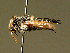  (Coelioxys mandibularis - BC ZSM HYM 01979)  @14 [ ] CreativeCommons - Attribution Non-Commercial Share-Alike (2010) Unspecified SNSB, Zoologische Staatssammlung Muenchen