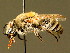  (Colletes nasutus - BC ZSM HYM 02015)  @15 [ ] CreativeCommons - Attribution Non-Commercial Share-Alike (2010) Unspecified SNSB, Zoologische Staatssammlung Muenchen
