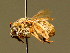  ( - BC ZSM HYM 02022)  @14 [ ] CreativeCommons - Attribution Non-Commercial Share-Alike (2010) Unspecified SNSB, Zoologische Staatssammlung Muenchen