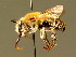 ( - BC ZSM HYM 02024)  @14 [ ] CreativeCommons - Attribution Non-Commercial Share-Alike (2010) Unspecified SNSB, Zoologische Staatssammlung Muenchen