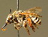  ( - BC ZSM HYM 02025)  @11 [ ] CreativeCommons - Attribution Non-Commercial Share-Alike (2010) Unspecified SNSB, Zoologische Staatssammlung Muenchen