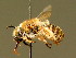  (Tetraloniella salicariae - BC ZSM HYM 02033)  @15 [ ] CreativeCommons - Attribution Non-Commercial Share-Alike (2010) Unspecified SNSB, Zoologische Staatssammlung Muenchen