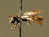  ( - BC ZSM HYM 02041)  @12 [ ] CreativeCommons - Attribution Non-Commercial Share-Alike (2010) Unspecified SNSB, Zoologische Staatssammlung Muenchen