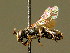  ( - BC ZSM HYM 02044)  @13 [ ] CreativeCommons - Attribution Non-Commercial Share-Alike (2010) Unspecified SNSB, Zoologische Staatssammlung Muenchen
