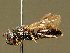  (Hylaeus duckei - BC ZSM HYM 02056)  @14 [ ] CreativeCommons - Attribution Non-Commercial Share-Alike (2010) Unspecified SNSB, Zoologische Staatssammlung Muenchen
