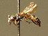  ( - BC ZSM HYM 02063)  @14 [ ] CreativeCommons - Attribution Non-Commercial Share-Alike (2010) Unspecified SNSB, Zoologische Staatssammlung Muenchen