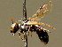  ( - BC ZSM HYM 02069)  @11 [ ] CreativeCommons - Attribution Non-Commercial Share-Alike (2010) Unspecified SNSB, Zoologische Staatssammlung Muenchen