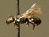  ( - BC ZSM HYM 02070)  @13 [ ] CreativeCommons - Attribution Non-Commercial Share-Alike (2010) Unspecified SNSB, Zoologische Staatssammlung Muenchen