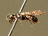  ( - BC ZSM HYM 02073)  @14 [ ] CreativeCommons - Attribution Non-Commercial Share-Alike (2010) Unspecified SNSB, Zoologische Staatssammlung Muenchen