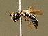  ( - BC ZSM HYM 02074)  @14 [ ] CreativeCommons - Attribution Non-Commercial Share-Alike (2010) Unspecified SNSB, Zoologische Staatssammlung Muenchen