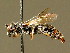  (Hylaeus nivalis - BC ZSM HYM 02075)  @15 [ ] CreativeCommons - Attribution Non-Commercial Share-Alike (2010) Unspecified SNSB, Zoologische Staatssammlung Muenchen